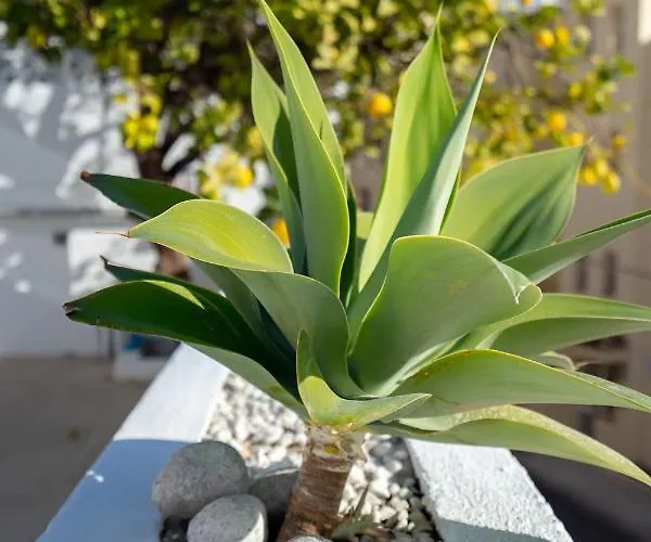 Stunning Seaview By Costarentals - Ref 110 Villa